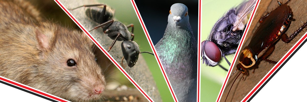 sstrikepest's profile banner image