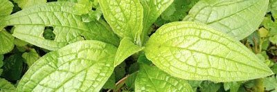 Mariano Bianchi banner