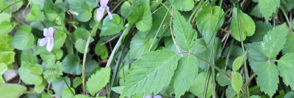 teteteaa Profile Banner