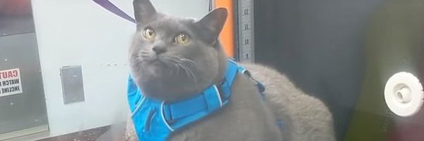 Tostadarius Profile Banner