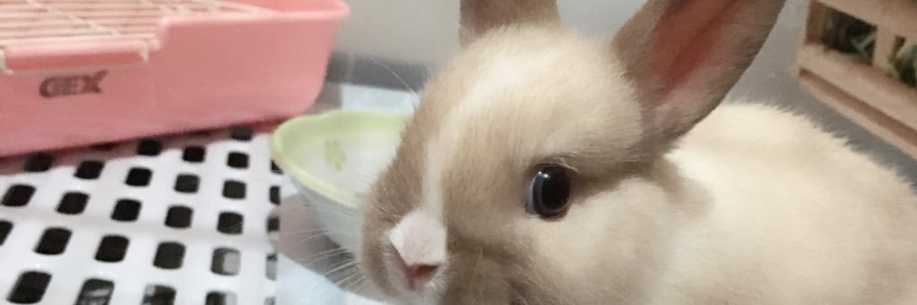 なつみ🐰 banner