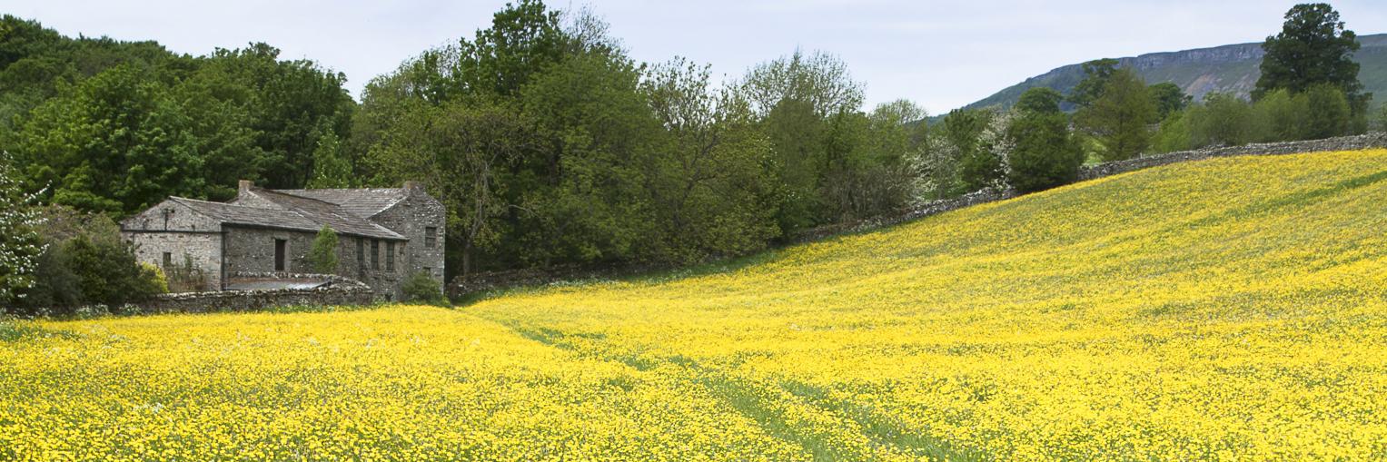 ReedTownsend's profile banner image