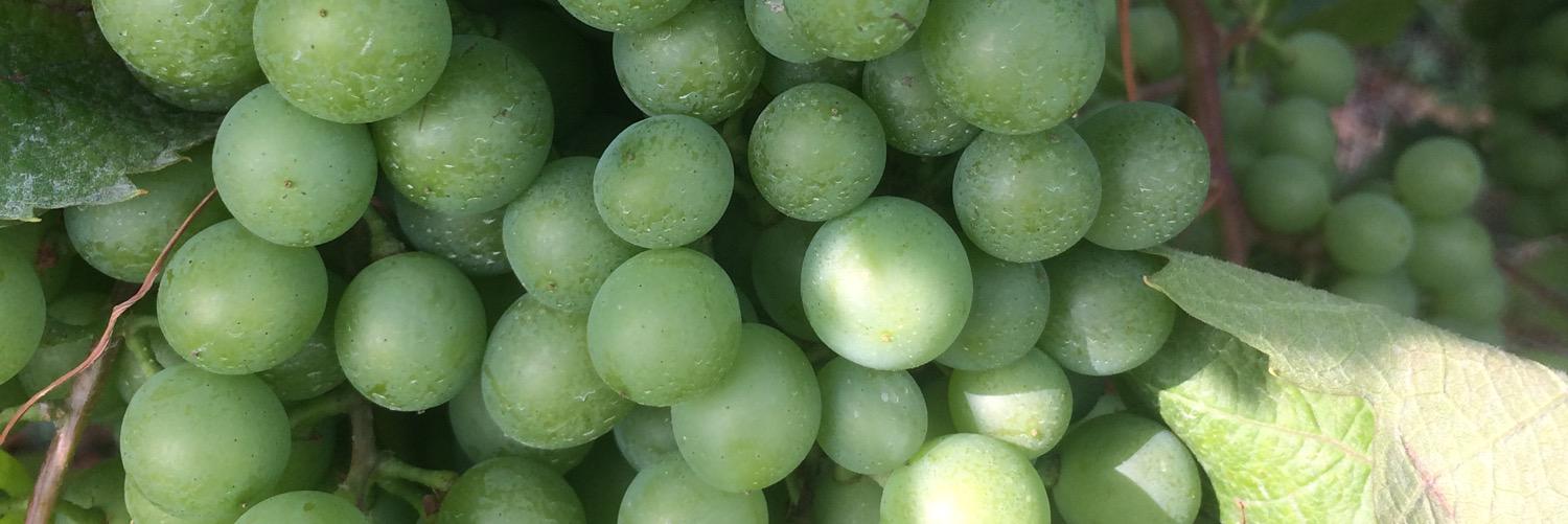 Thomas Larsson banner