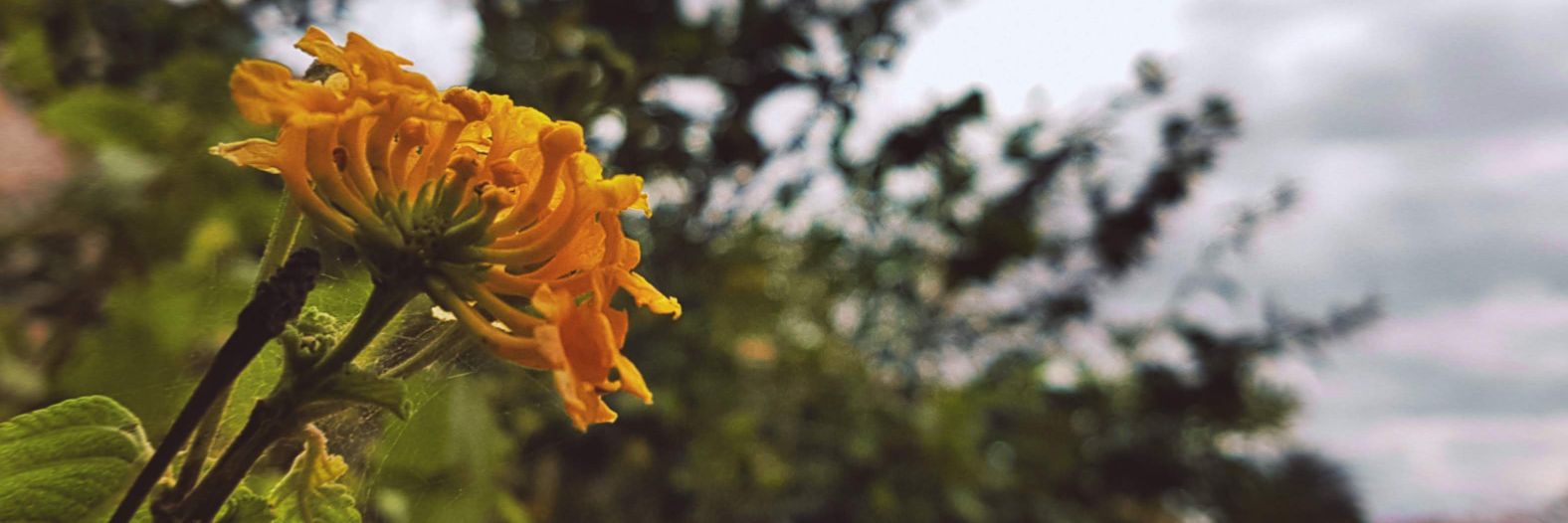 AnhariWarda's profile banner image