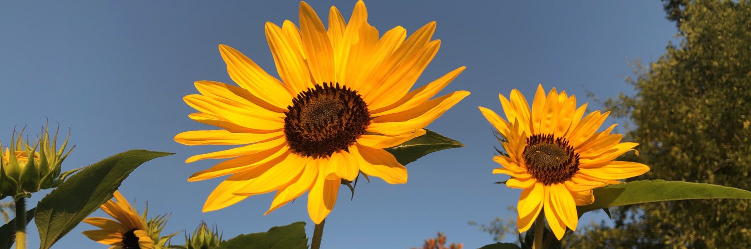 erintbrown's profile banner image