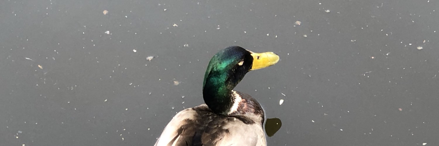 Peter @verhas@c.im banner