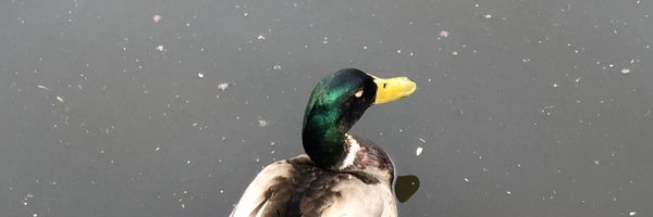 verhas Profile Banner