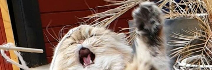 Dasha_RedD's profile banner image
