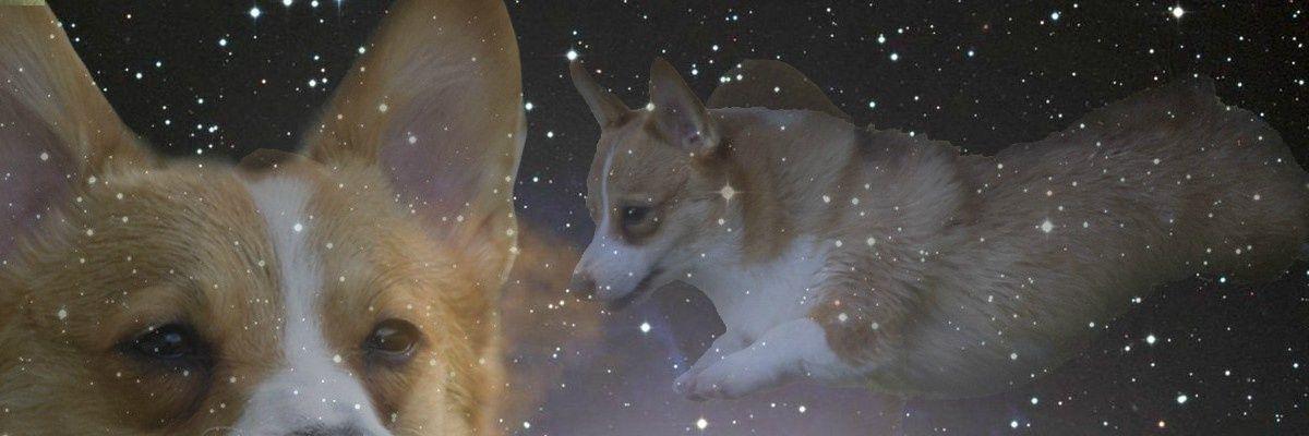 corgis4lyfe's profile banner image