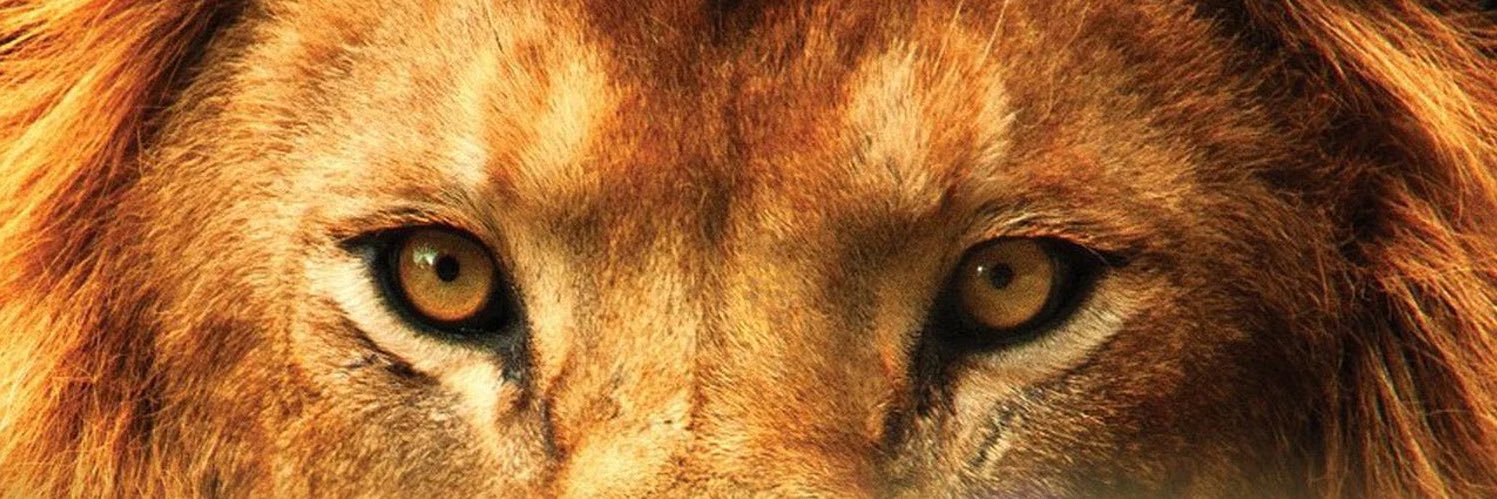stephdabrat's profile banner image