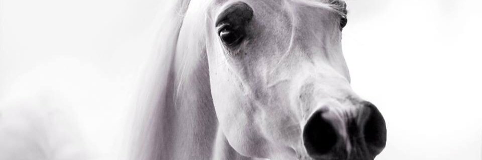 turkifhad's profile banner image