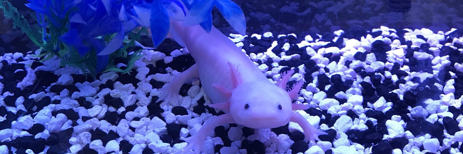 kolachick's profile banner image