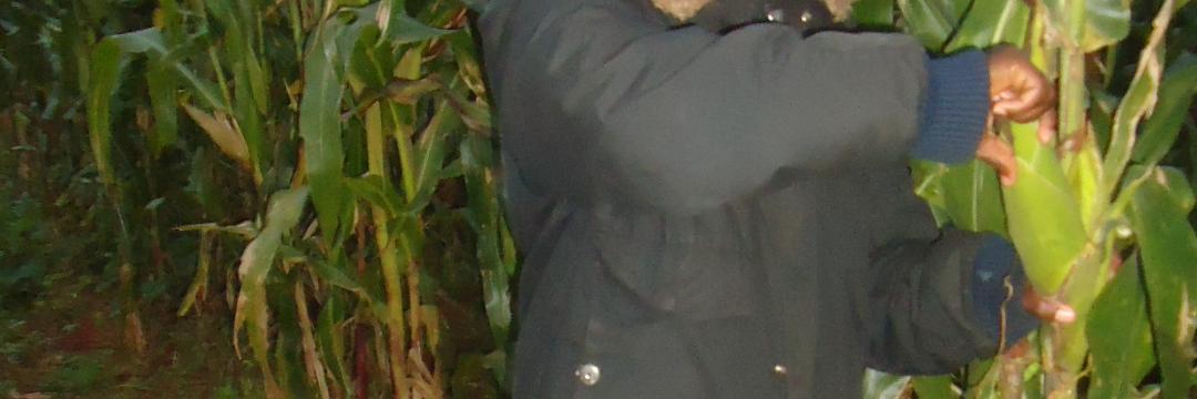 kogirso's profile banner image