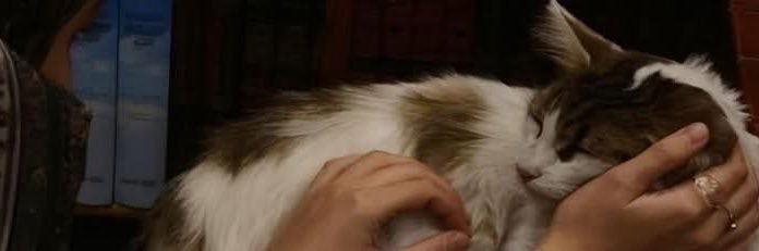 amiirasays's profile banner image