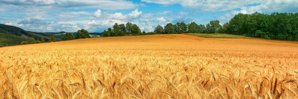 Adolfo Calvo-Parra Martínez banner
