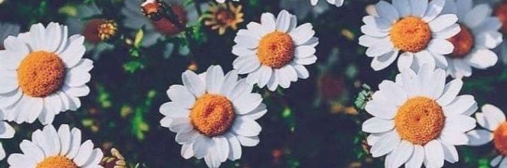 AshlynDawson's profile banner image