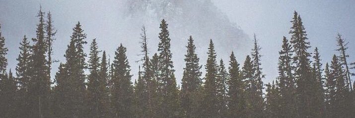 taracarea's profile banner image