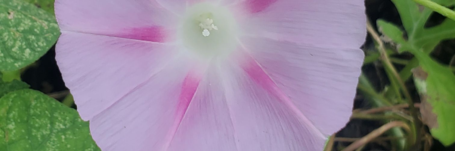mswaller4's profile banner image