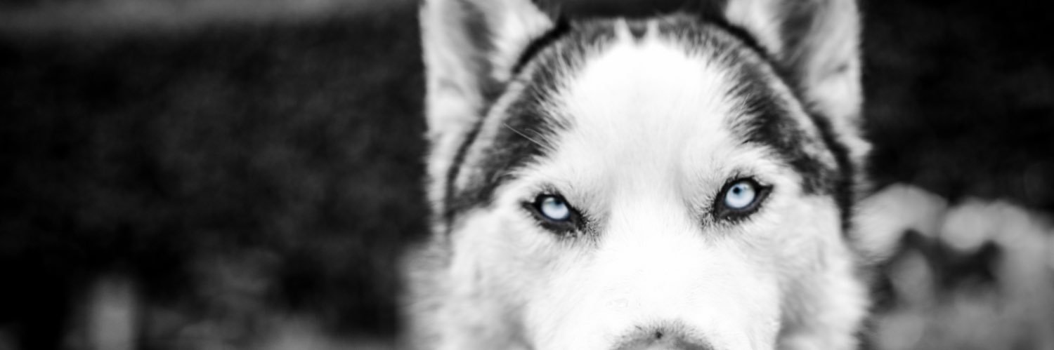 chaquea's profile banner image