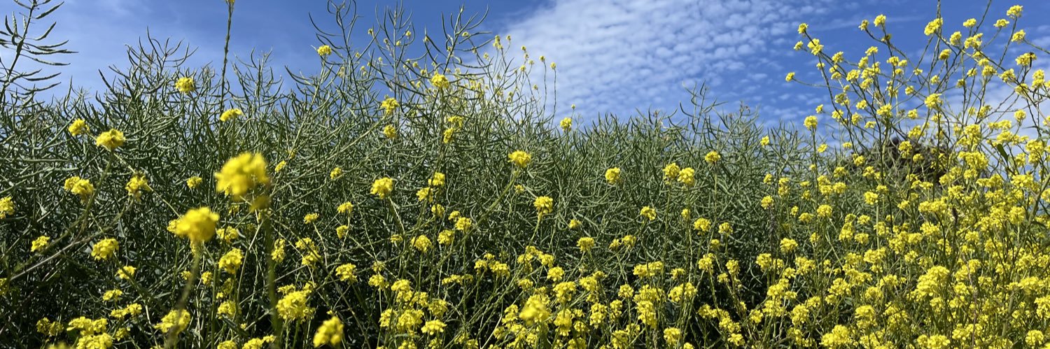 Claire Jessop banner