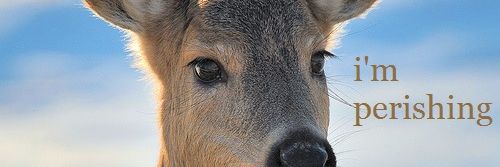 cafemicaela's profile banner image