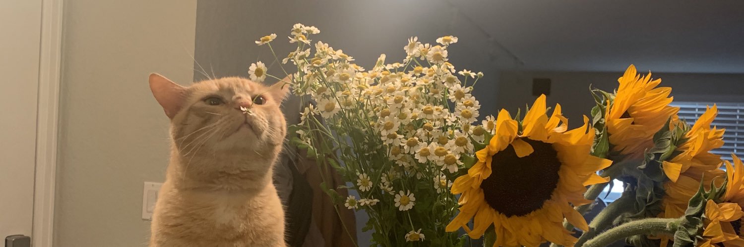 stephaniee_vb's profile banner image