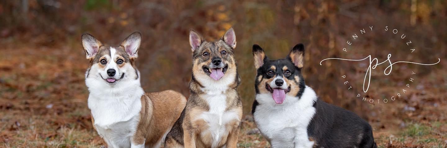 XoAprilRose's profile banner image
