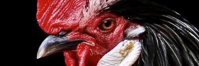 pocarvalho's profile banner image