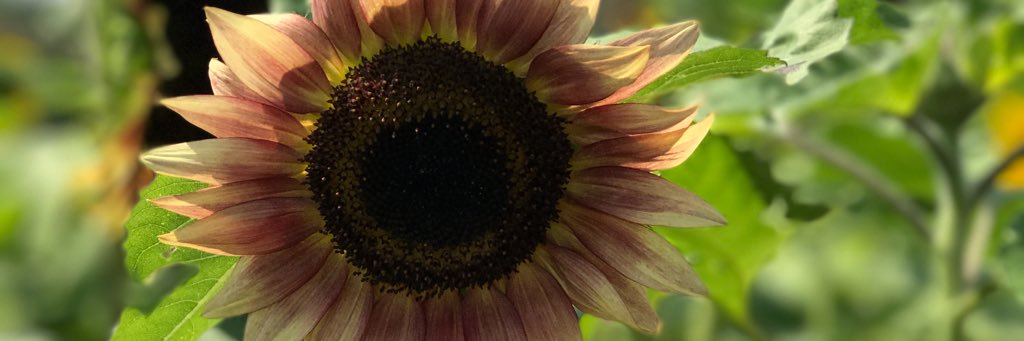 EmmaRapuano's profile banner image