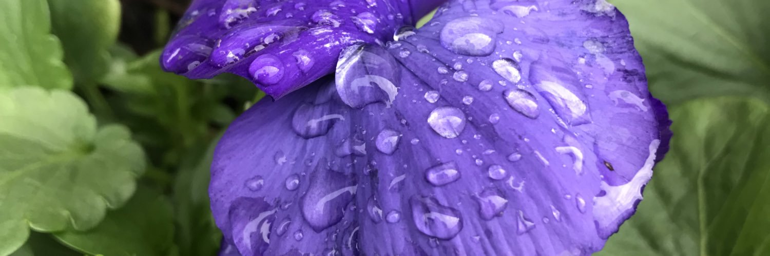 Zacharia-Alice. 🇵🇸🇵🇸🇵🇸🇵🇸🇵🇸🇵🇸 banner