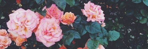 arancha_02's profile banner image