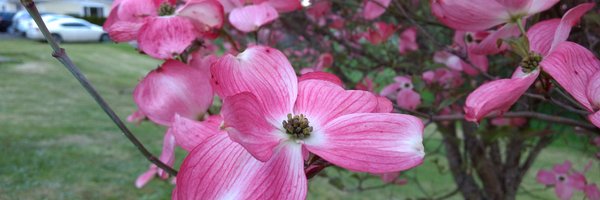 Bethanyrambles Profile Banner