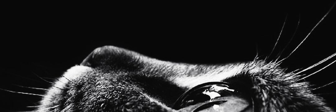 Roo__Alvez's profile banner image