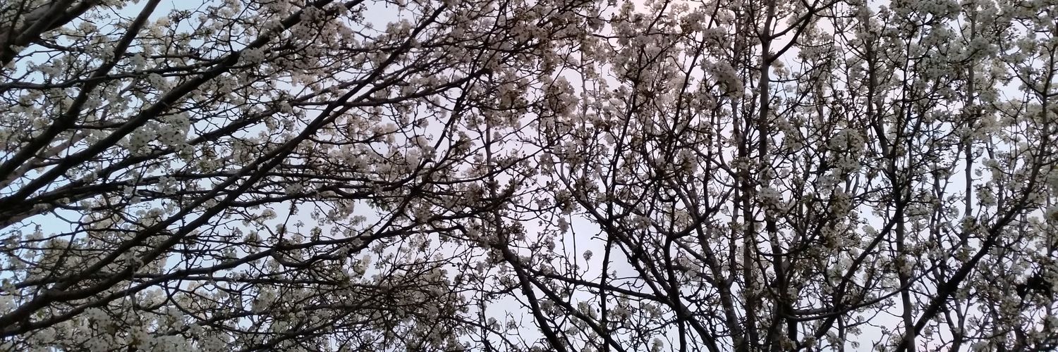 Paco Pareja Montañés banner