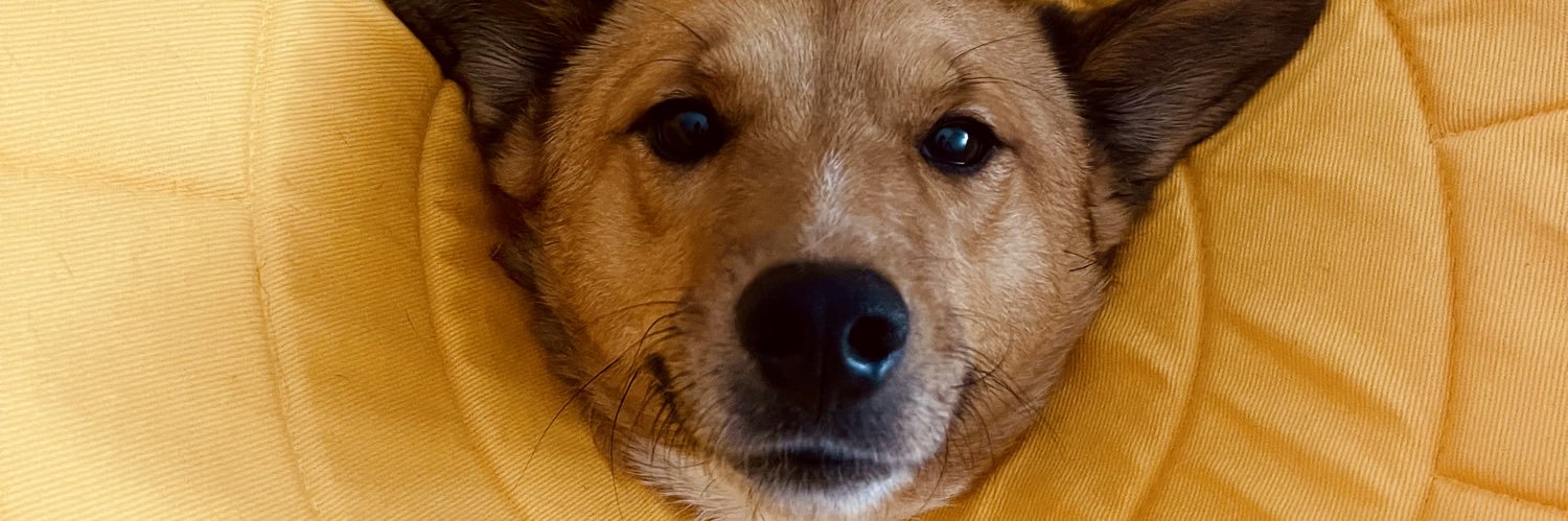 𝙝𝙖𝙣𝙣𝙖𝙝 banner