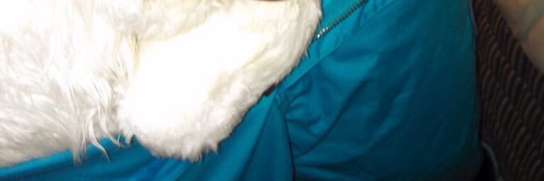 FursuitDick's profile banner image