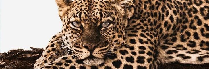 mklsantana's profile banner image