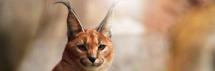 Ahmet Sezgin DURAN banner