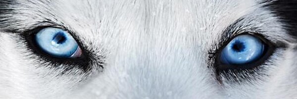 anamoelya Profile Banner