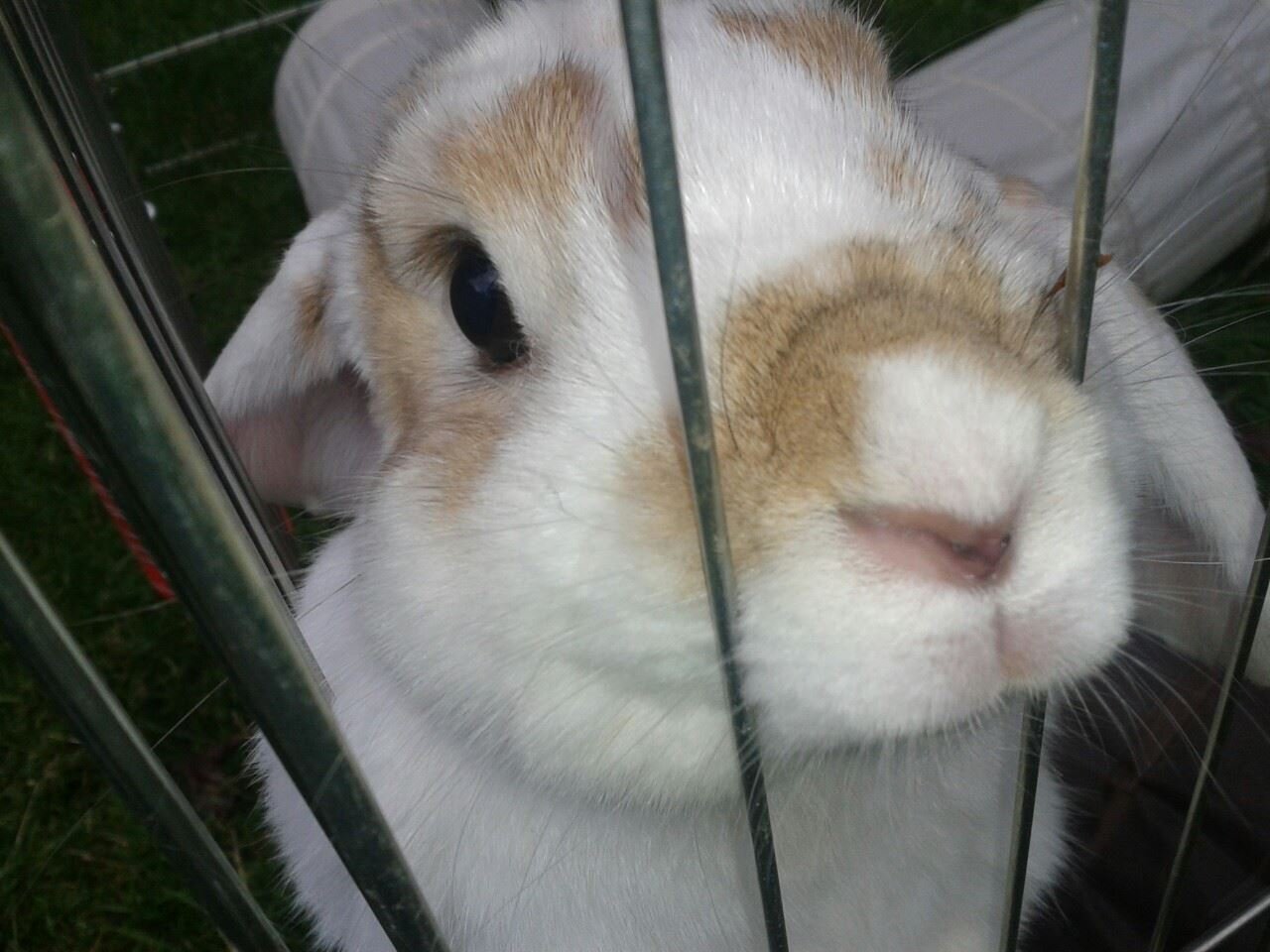 Snoopbunny banner