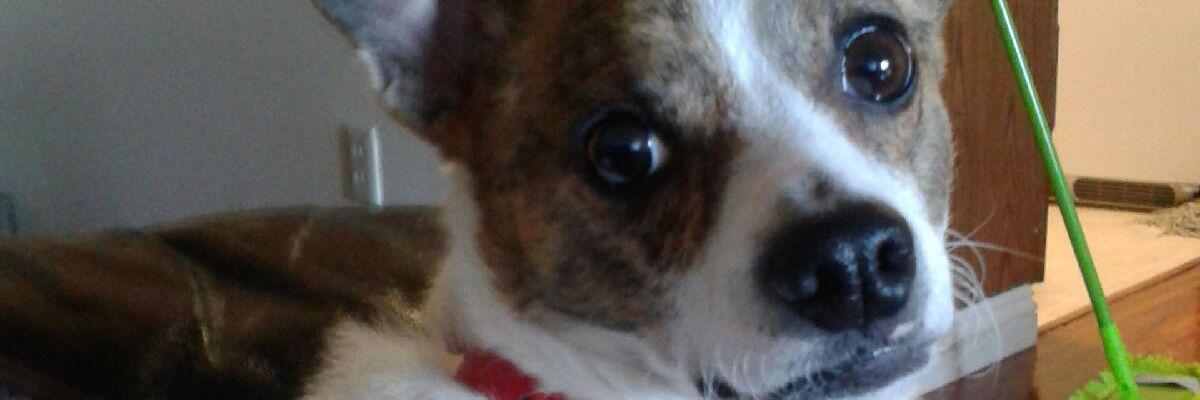 GGTheDog3's profile banner image