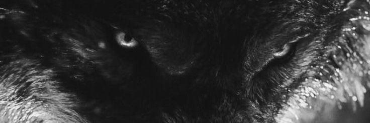 kingmeyeah's profile banner image