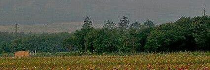 ampiruya's profile banner image