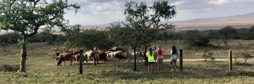 Mireille Ferrari banner