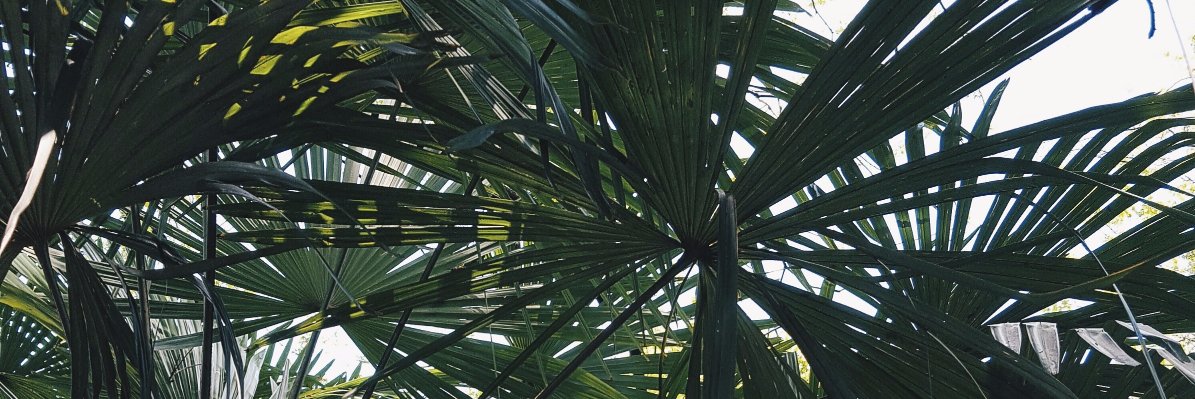 gaiola_fortuna's profile banner image
