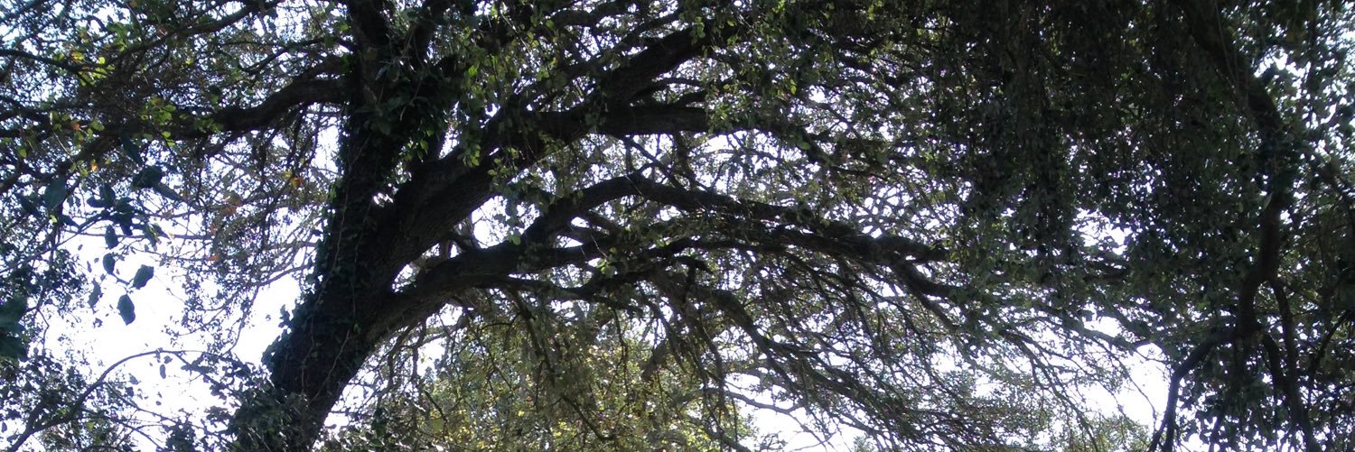 Conchetapla's profile banner image