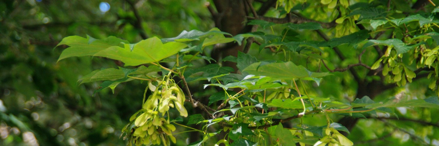 Forestopic banner