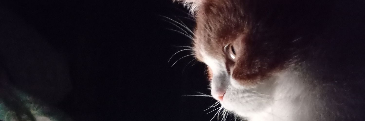 maxyoungchang's profile banner image