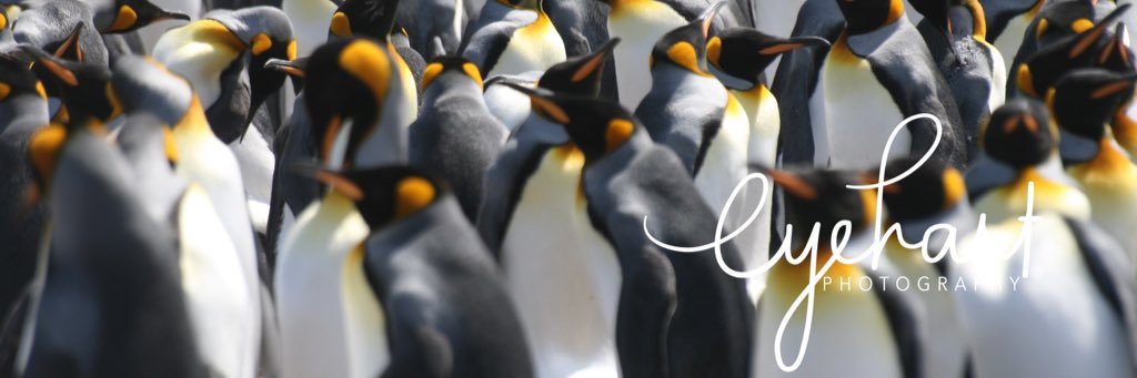 eye_hart's profile banner image