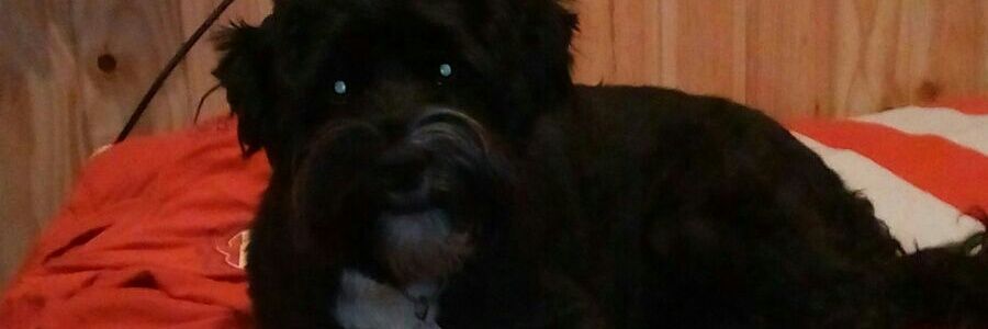 el_cavalieri's profile banner image